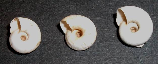 Moluscos terrestres de Creta